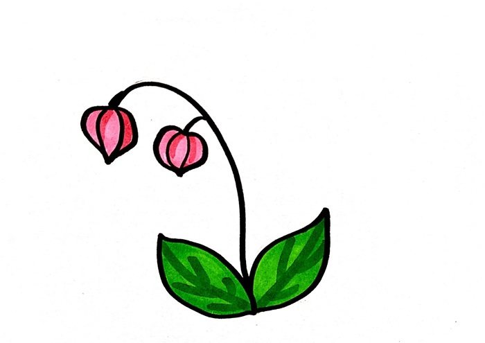 灯笼草简笔画怎么画