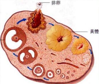 性激素六项检查没有问题，黄体就是正常的？