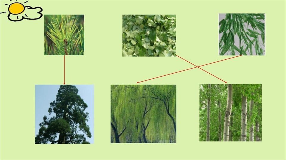 幼儿园小班科学教案《多彩的树叶》PPT课件反思
