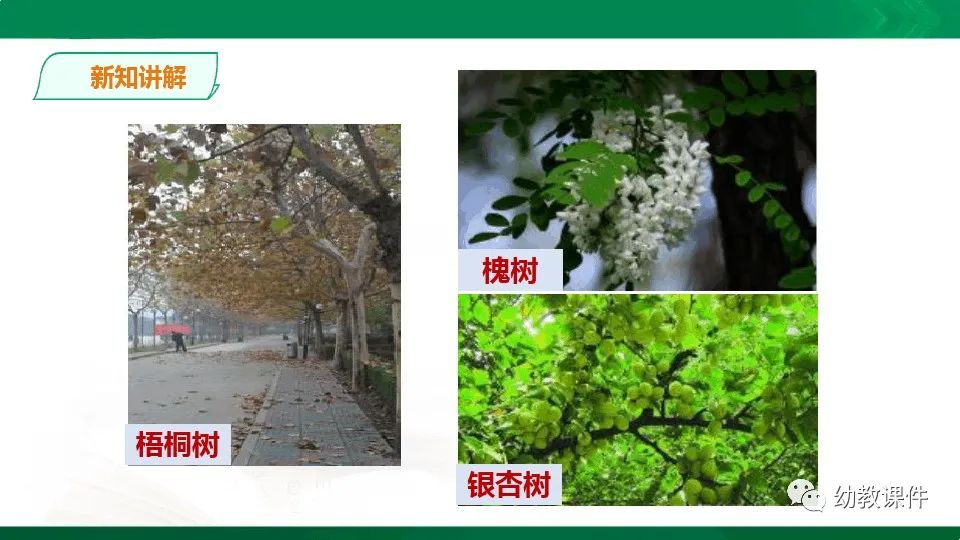 幼儿园中班科学教案《树叶为什么会变黄》PPT课件