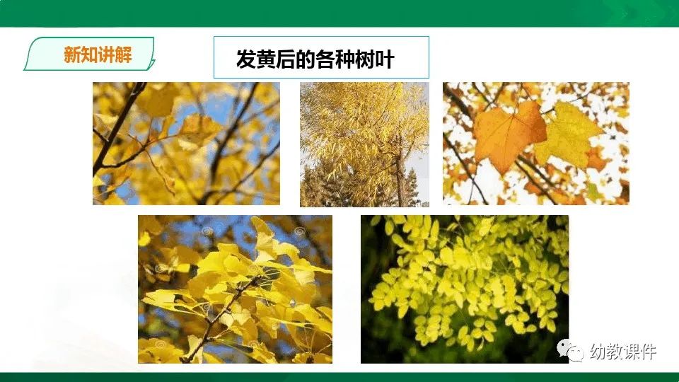 幼儿园中班科学教案《树叶为什么会变黄》PPT课件