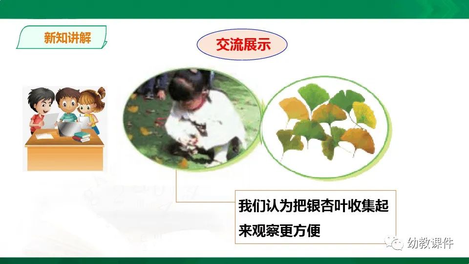 幼儿园中班科学教案《树叶为什么会变黄》PPT课件