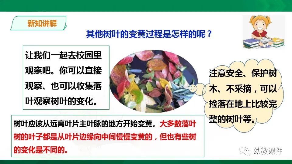 幼儿园中班科学教案《树叶为什么会变黄》PPT课件