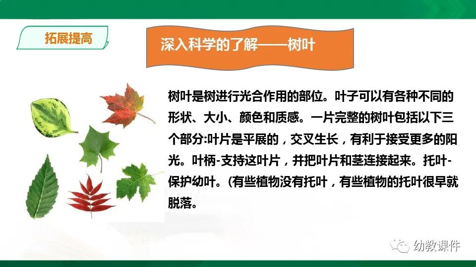 幼儿园中班科学教案《树叶为什么会变黄》PPT课件