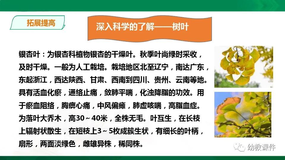 幼儿园中班科学教案《树叶为什么会变黄》PPT课件