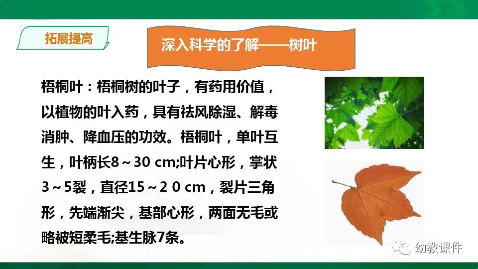 幼儿园中班科学教案《树叶为什么会变黄》PPT课件