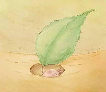 幼儿园大班语言教案《蜗牛快递》绘本故事PPT课件