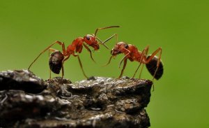 变形记作文600字蚂蚁（精选2篇）