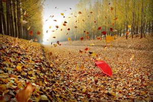 幼儿园小班语言教案《秋风》反思