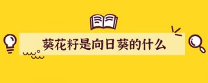 葵花籽是向日葵的什么