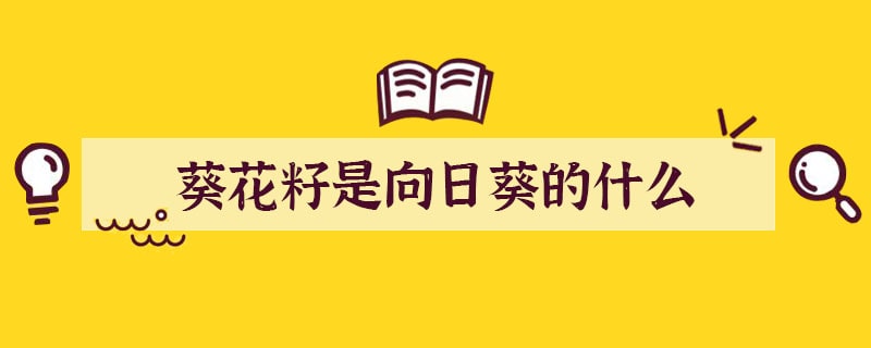 葵花籽是向日葵的什么