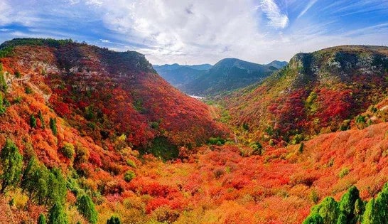 层林尽染的意思