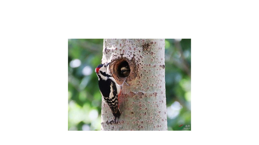 幼儿园大班社会教案：大树医生