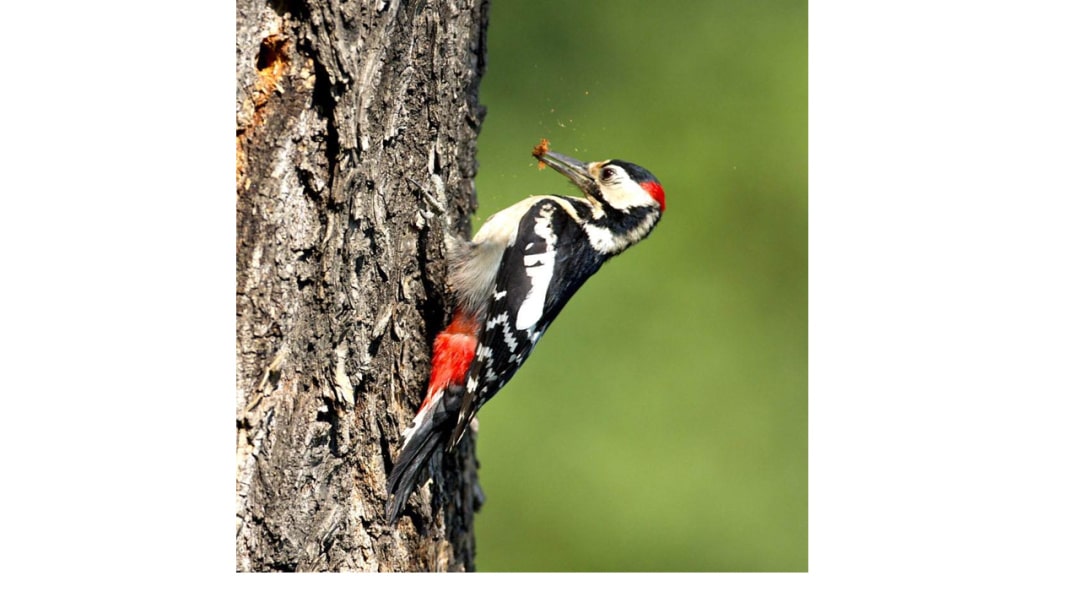 幼儿园大班社会教案：大树医生