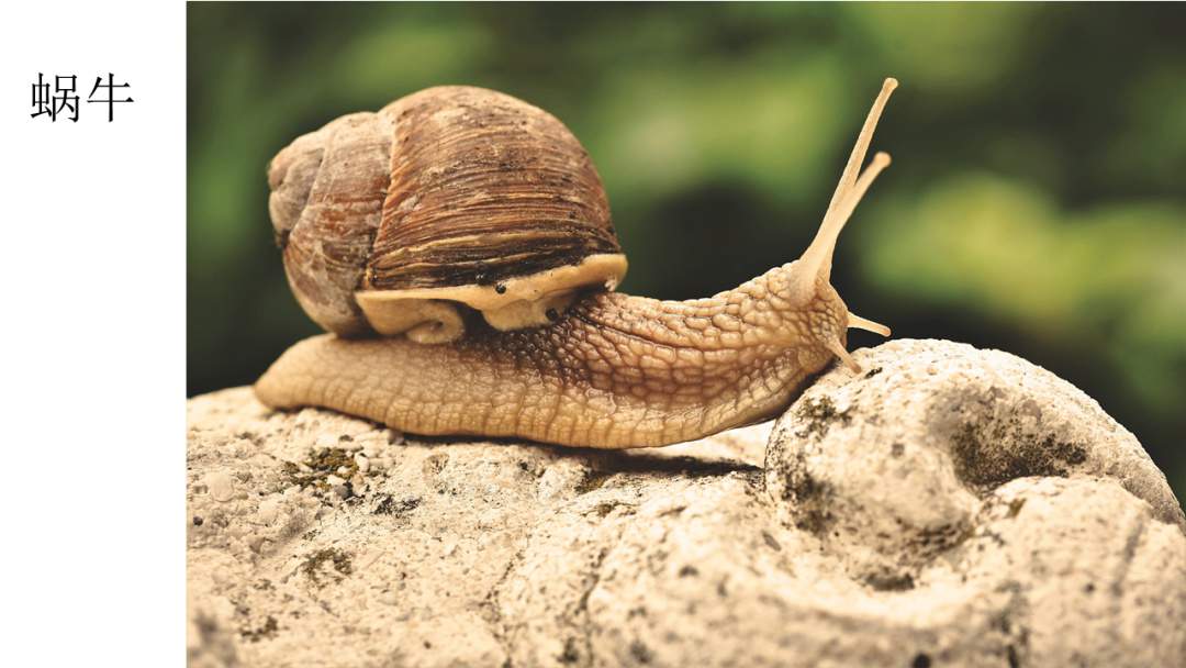 幼儿园大班语言教案：蜗牛城的故事