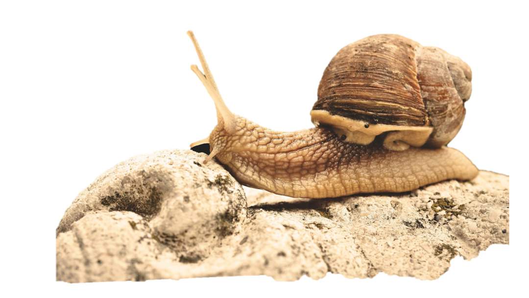 幼儿园大班语言教案：蜗牛城的故事