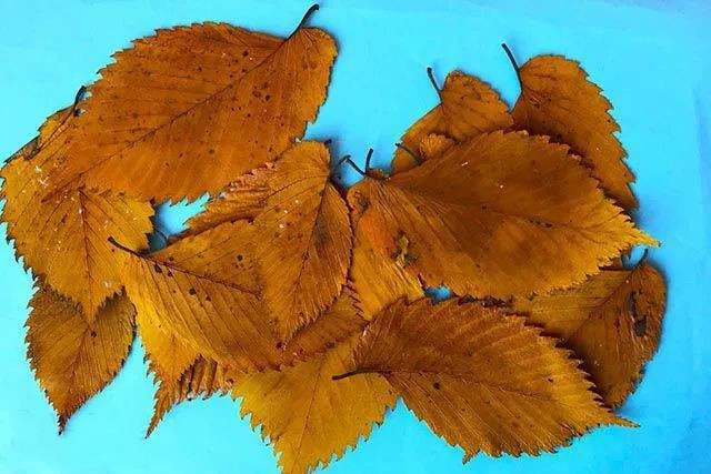 树叶手工粘贴画教程：简单好看的小鸟一家(步骤图解)