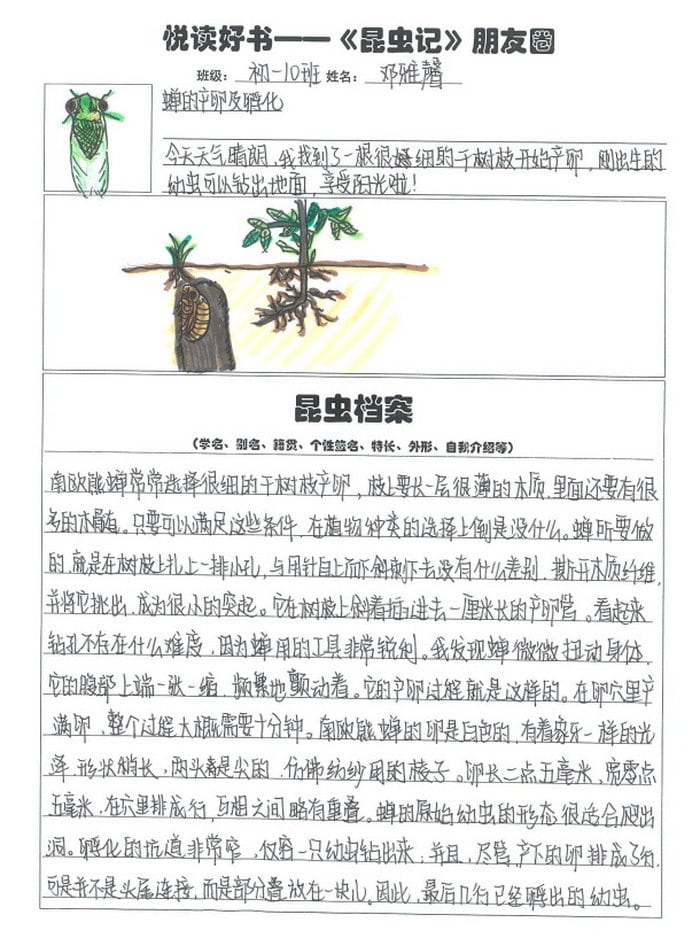 昆虫记昆虫档案手抄报