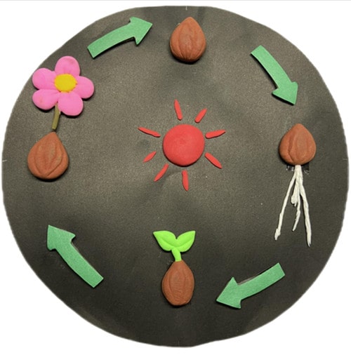 盲校《小种子》教案教学设计 