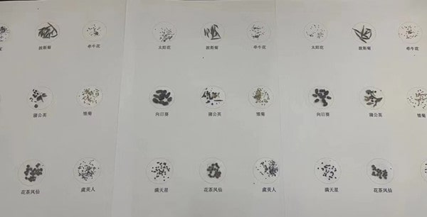 盲校《小种子》教案教学设计 