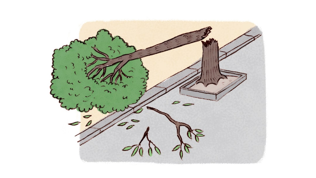 幼儿园大班社会教案：你喜欢风吗？