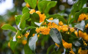 植物描写的高分作文思路：巧用修辞和五感法