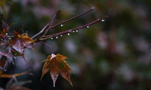 秋雨作文400字（精选8篇）