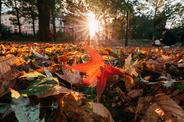 秋天之美作文400字