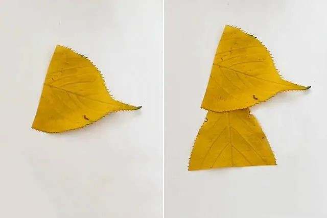 树叶手工制作一幅美丽的画：一叶知秋树叶贴画