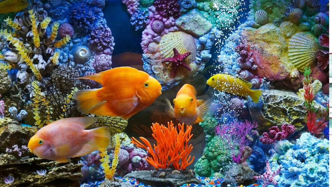 幼儿园大班美术教案：水里的鱼