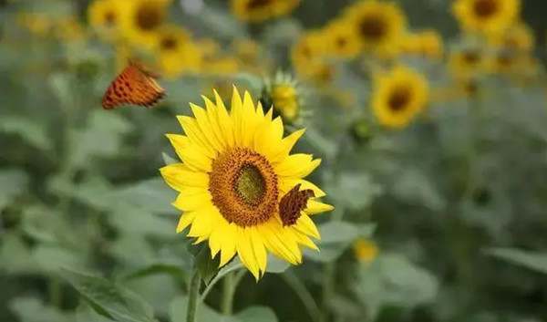 让生活更美好半命题作文600字