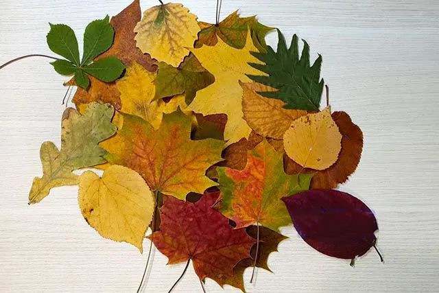 亲子树叶手工粘贴画教程：树叶贴画马路手工