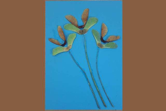 枫树种子粘贴画制作花束(步骤图解)