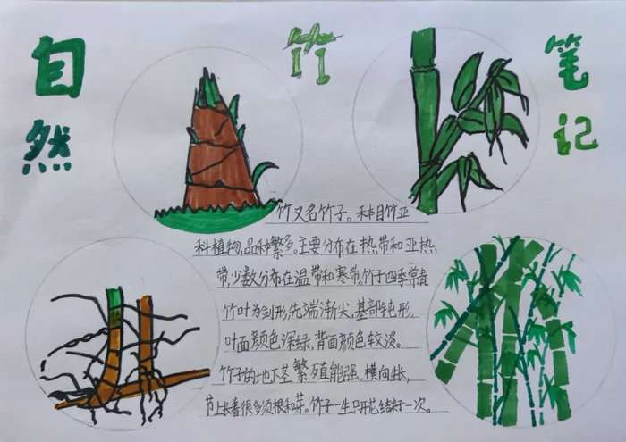 关于竹文化的手抄报