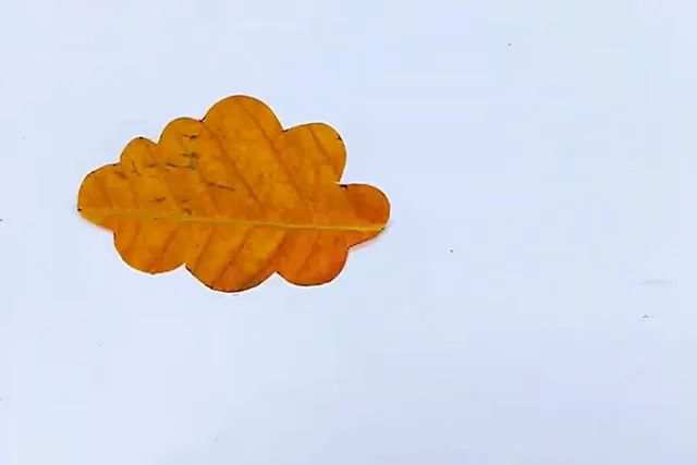 幼儿简单手工树叶画：树叶拼贴画秋天大树