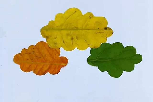 幼儿简单手工树叶画：树叶拼贴画秋天大树