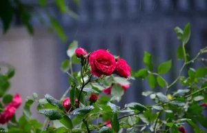 窗外即景500字作文（通用10篇）