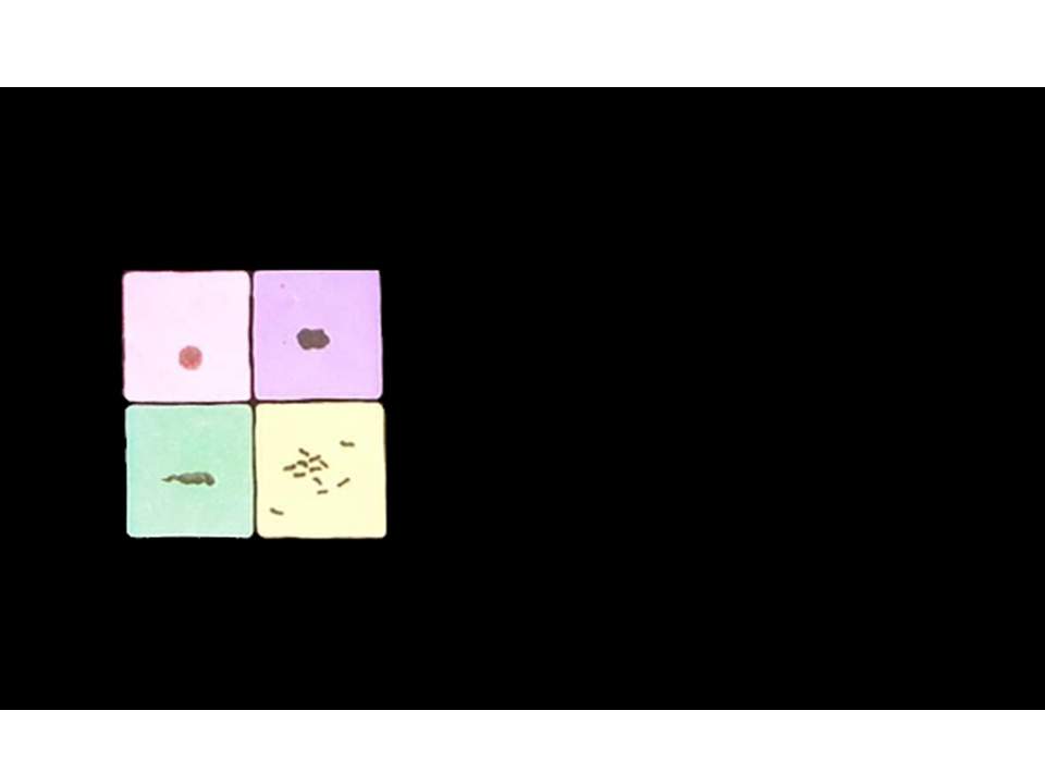 儿童绘本故事推荐世界优秀科学图画书《大家来大便》