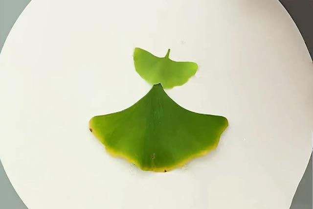 树叶手工粘贴画教程：银杏叶粘贴画跳舞的女孩