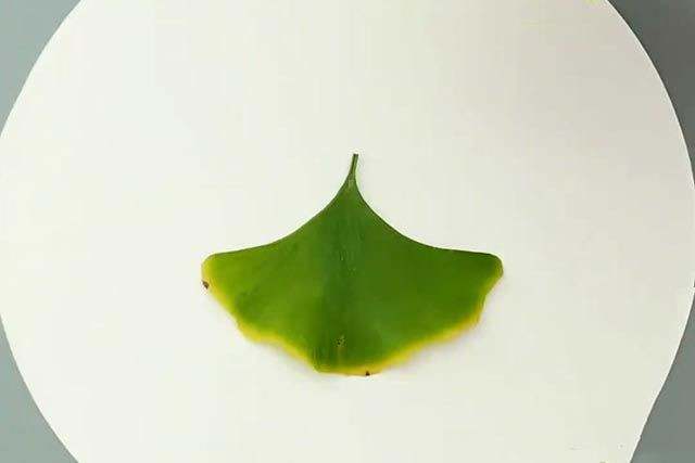 树叶手工粘贴画教程：银杏叶粘贴画跳舞的女孩