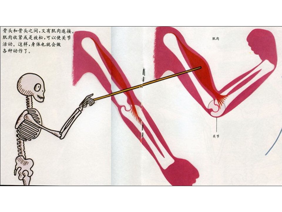 儿童绘本故事推荐世界优秀科学图画书《骨头》