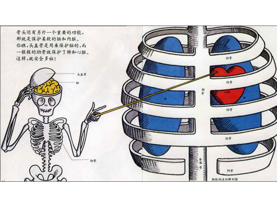 儿童绘本故事推荐世界优秀科学图画书《骨头》