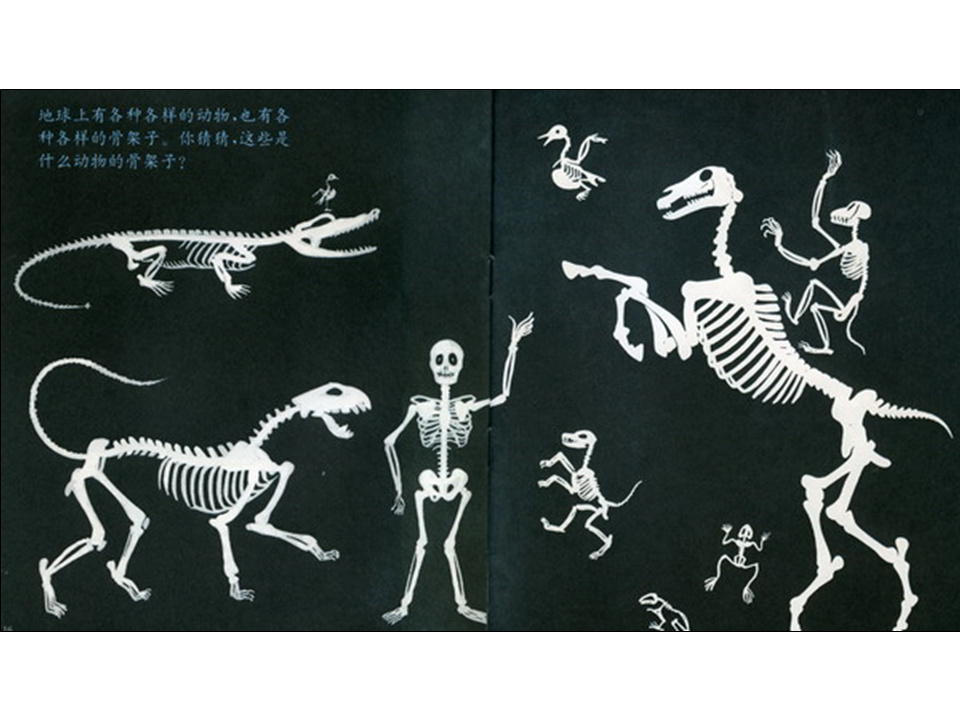 儿童绘本故事推荐世界优秀科学图画书《骨头》