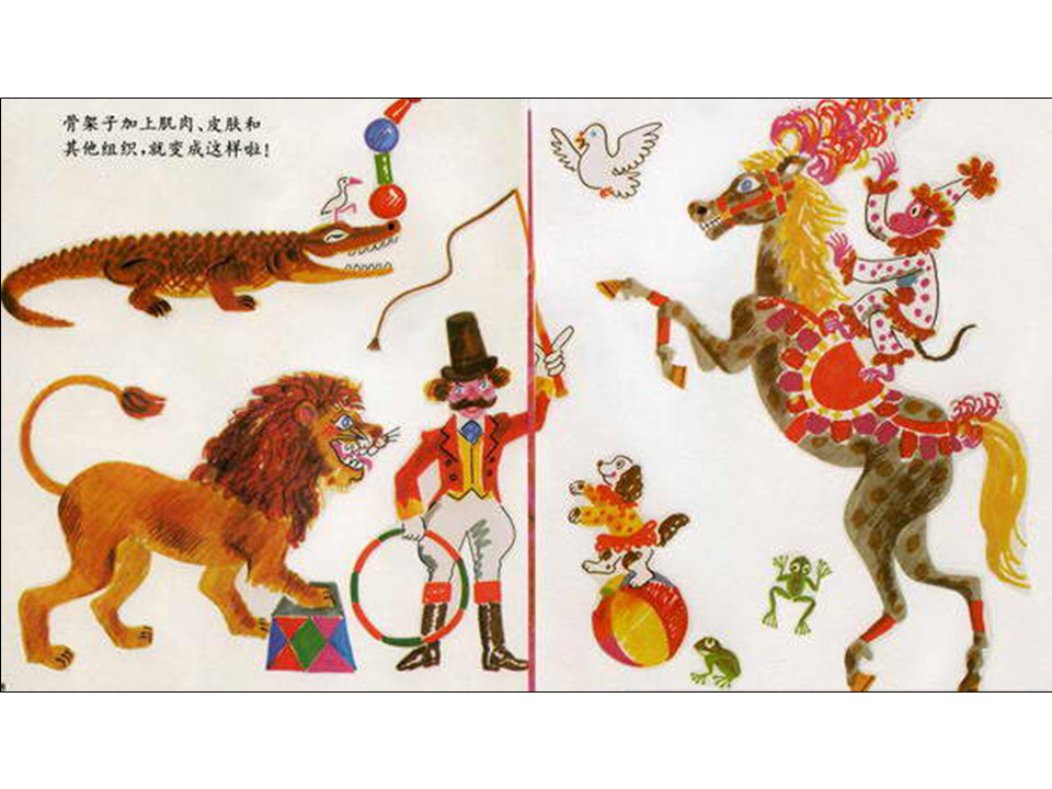 儿童绘本故事推荐世界优秀科学图画书《骨头》