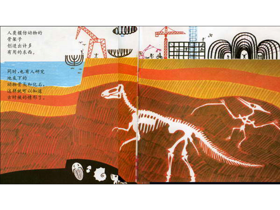 儿童绘本故事推荐世界优秀科学图画书《骨头》