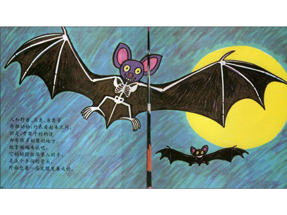 儿童绘本故事推荐世界优秀科学图画书《骨头》