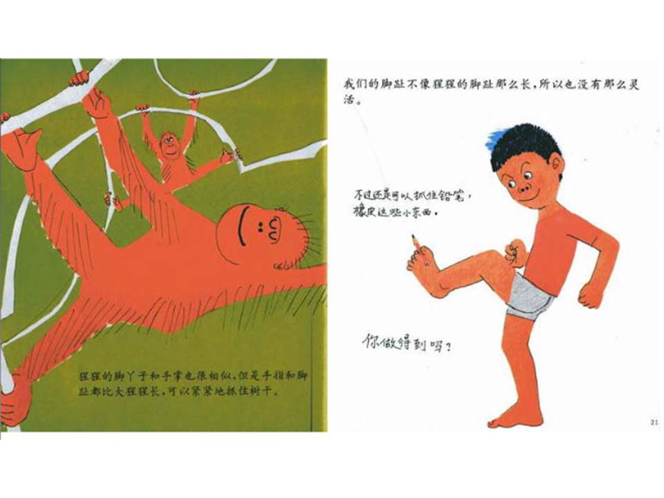 儿童绘本故事推荐世界优秀科学图画书《脚丫子的故事》