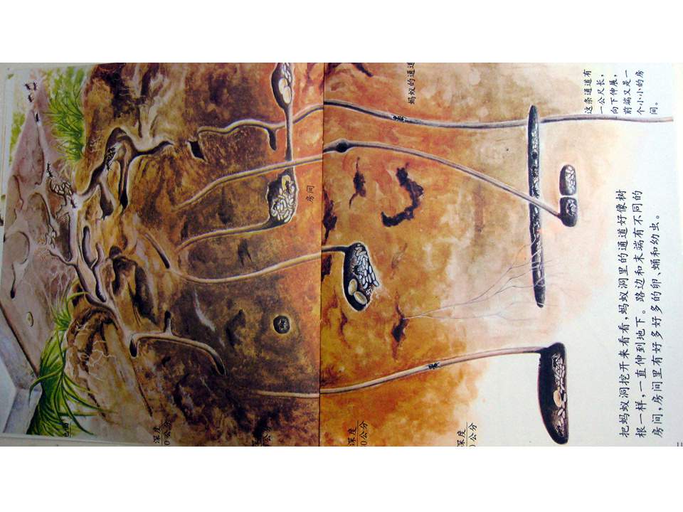 儿童绘本故事推荐世界优秀科学图画书《蚂蚁》