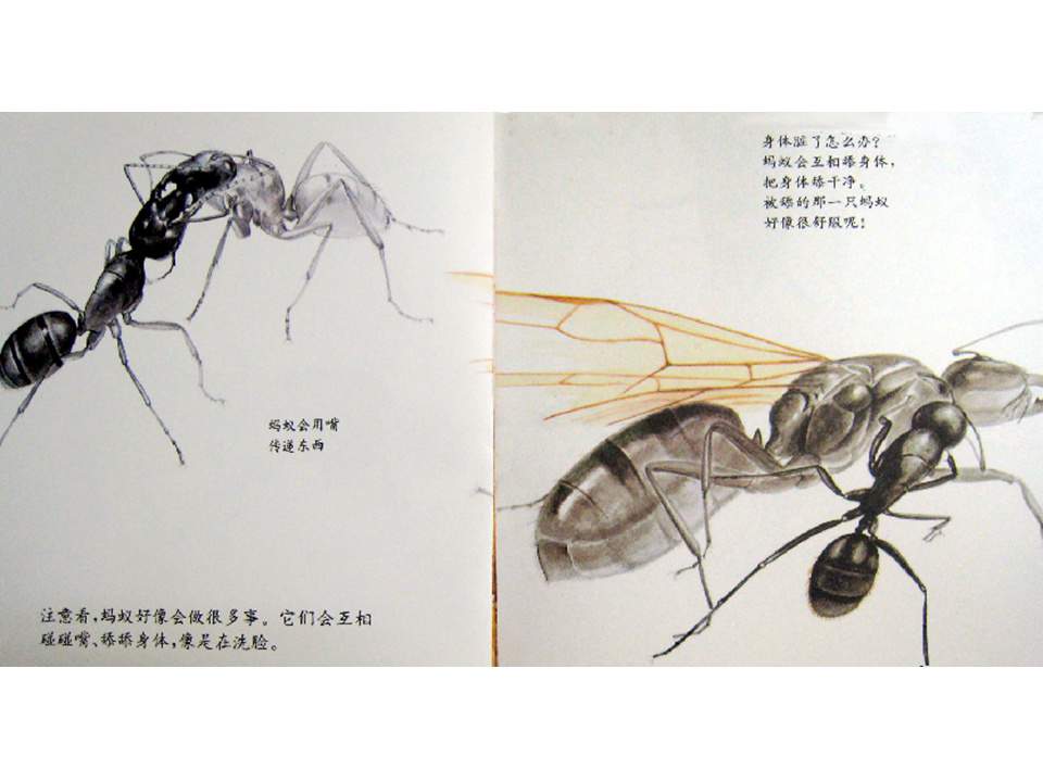 儿童绘本故事推荐世界优秀科学图画书《蚂蚁》