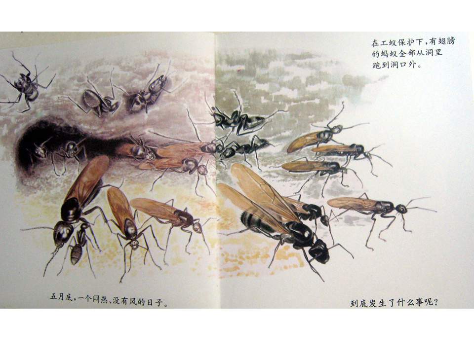 儿童绘本故事推荐世界优秀科学图画书《蚂蚁》